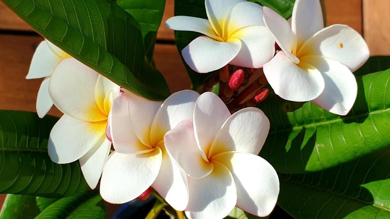 Villa Libellule Cenac Ngoại thất bức ảnh